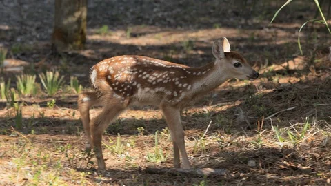 Baby deer foraging in its natural habitat. Stock Footage