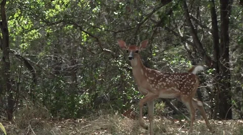 Baby deer prancing through forest Stock Footage 56947523