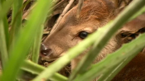 Baby deer at rest Stock Footage 8156507