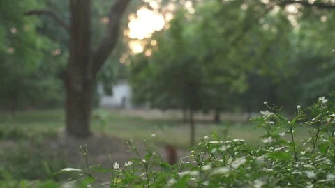 A Baby Deer In The Sunset. Stock Footage 97887803