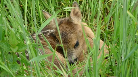 Baby deer waking up Stock Footage