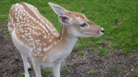 Baby deer wondering 스톡 동영상 41395853