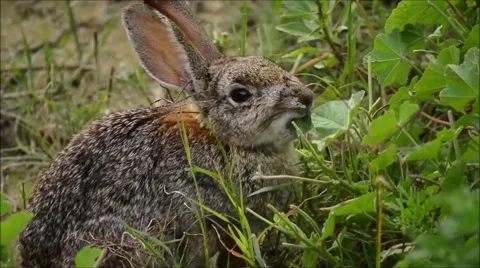 Baby Desert Cottontail Stock Video Pond5