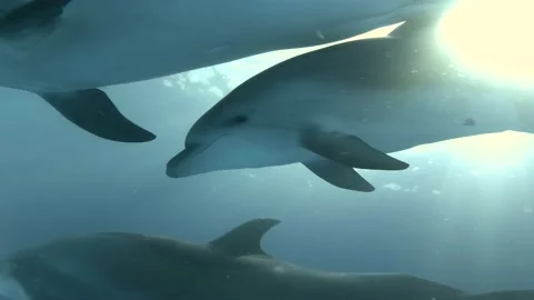 Baby dolphin swims next to mom - Closeup  Stock Footage 202340887