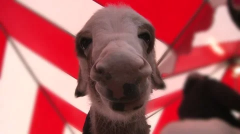 Baby Donkey  Stock Footage 54263570