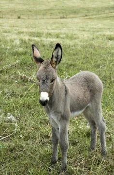 Baby Donkey Stock Photos