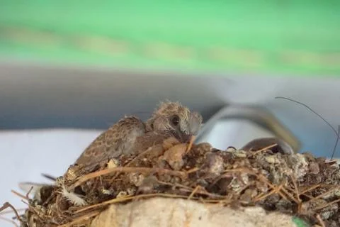 The baby dove sitting at nest Stock Photos