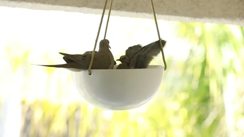 Baby Doves Fluttering Stock Footage 155906878
