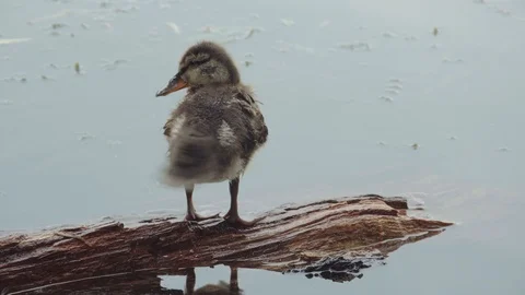 Baby duck Stock Footage 110924231
