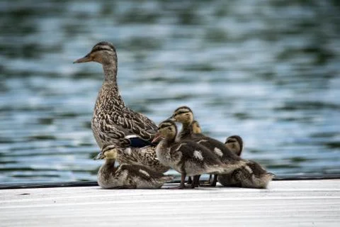 Baby duck with mother duck and ducklings Stock Photos