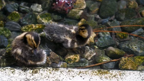 Baby Ducklings 4K Stock Footage 88366285