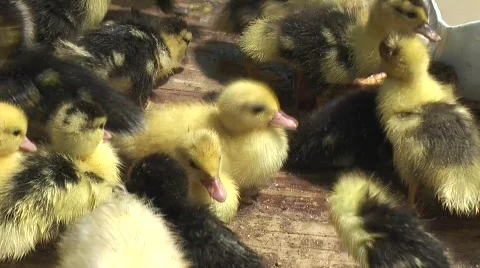 Baby ducks Stock Footage 723689