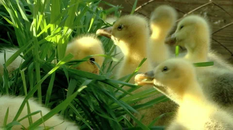 Baby Ducks Stock-Footage 5715557