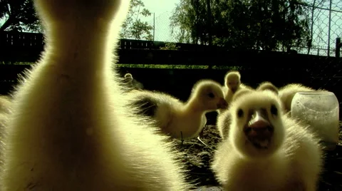 Baby Ducks Stock Footage 5717030