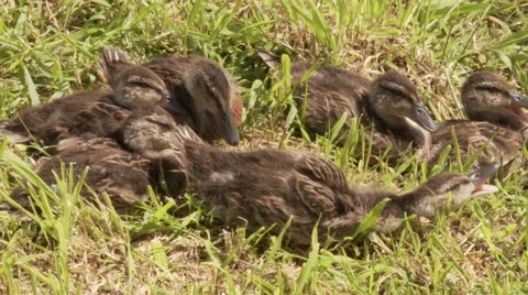 Baby Ducks 库存影片 68679818