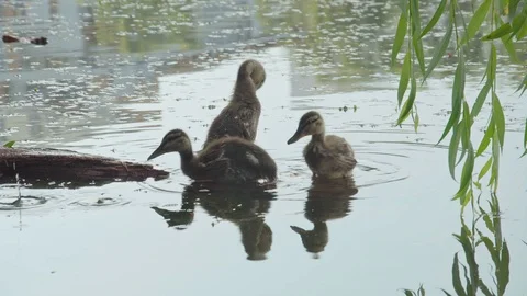 Baby duck's Stock Footage 110924493