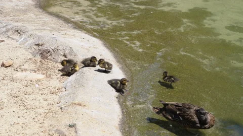 Baby  Ducks Stock Footage 157242547