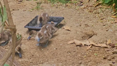 Baby ducks Stock Footage 244987748