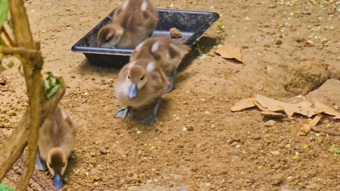 Baby ducks Stock Footage 245452469