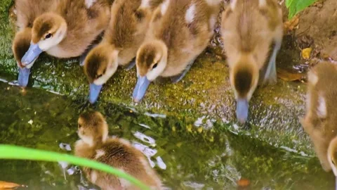 Baby ducks Stock Footage 245452640