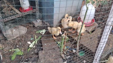 Baby Ducks Foraging in a Small Cage Stock Footage 331415310