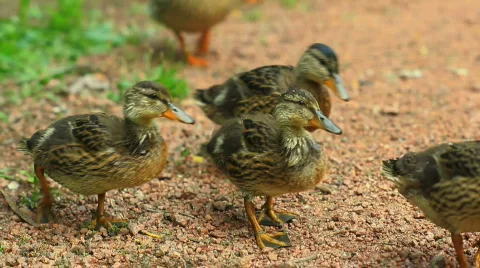 Baby ducks walking Vídeos de archivo 457986