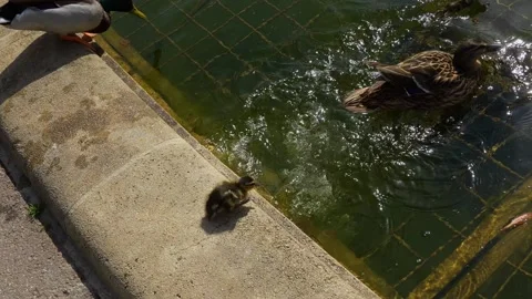 Baby ducks walking Stock Footage 272609076