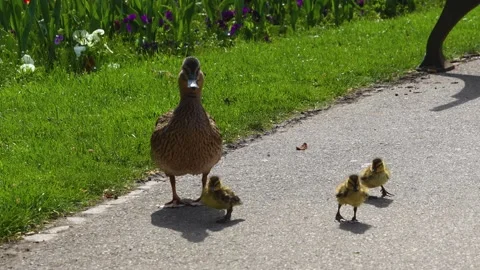 Baby ducks walking Stock Footage 272609449