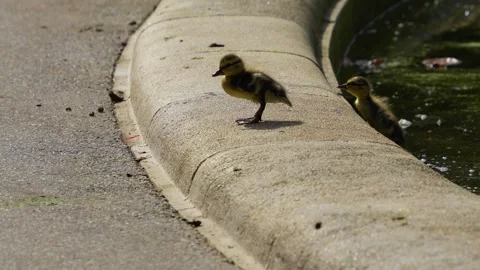 Baby ducks walking Stock Footage 272609477