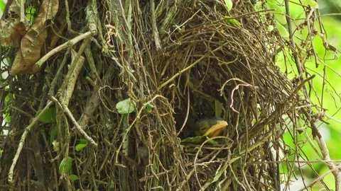 A Baby Dusky Broadbill Stock-Footage 157630001