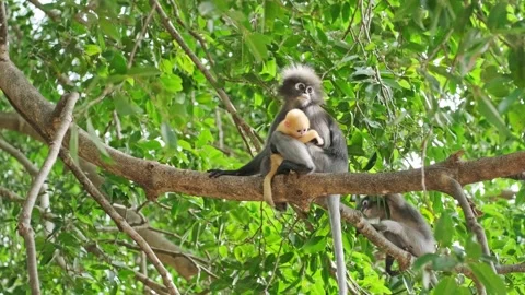 Baby dusky leaf monkey and mom in tropical wilderness thailand Stock Footage 263321760