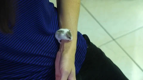 Baby dwarf hamster crawling up person's arm Video stock 78922786