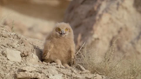 Baby Eagle Owl Chick Frontal Portrait Close-Up Stock Footage 338034732