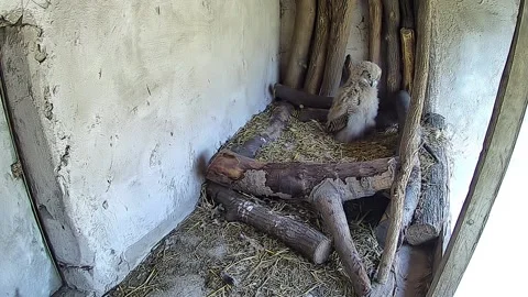 Baby eagle owl peeks out its mother from the nest Stock Footage 152836020