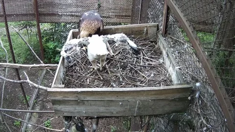 Baby eagle tries to take its first steps to mom in the nest 스톡 동영상 155622049