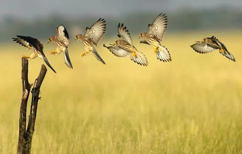 Baby Eagle Try To Fly 스톡 사진