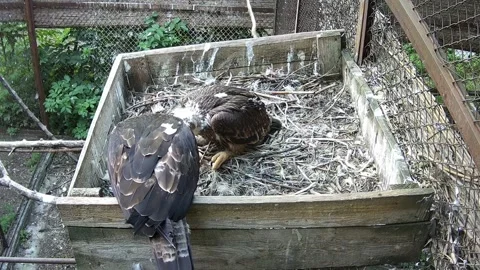 The baby eaglet is trying to playfully take food from the eagle's mother fro Stock Footage 156596804