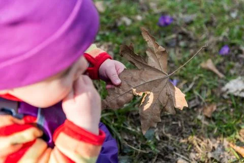 Baby eating a withered leaf. Stock Photos