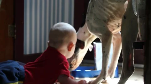 Baby eats dog food until mom interrupts Stock Footage