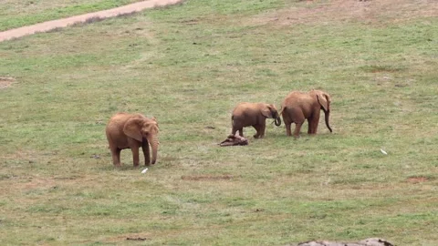 Baby Elephant and his family Stock Footage