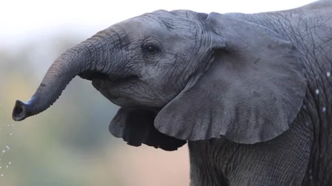 Baby elephant antics - drinking water with family Stock Footage 132216531