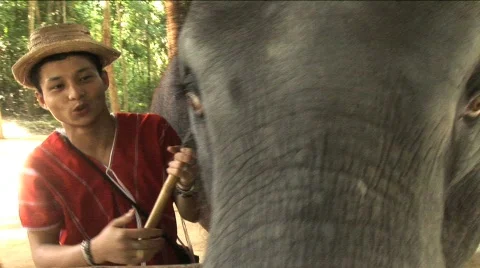 Baby elephant backs up Stock Footage 295975