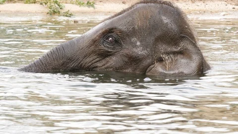 Baby elephant bathing and diving. Stock Footage 110998401