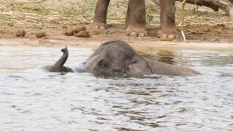 Baby elephant bathing. Stock Footage 110998343