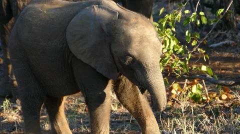 Baby elephant browsing close up Video stock 64969667