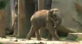 Baby Elephant Carrying Branch HD Footage