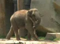 Baby Elephant Carrying Branch Footage