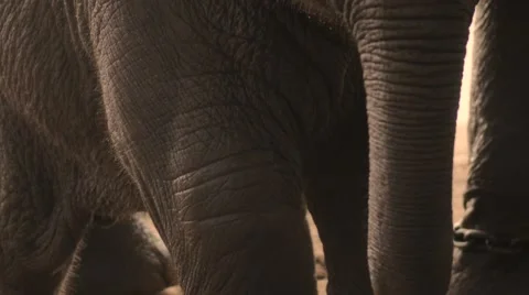 Baby elephant close up Stock Footage 60765732