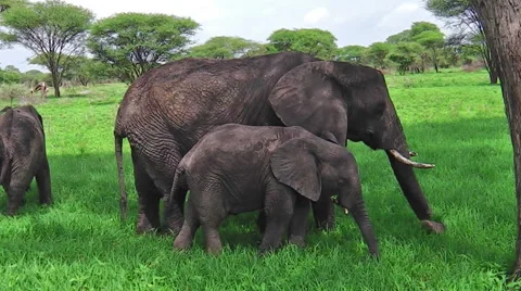 Baby elephant eating Stock Footage