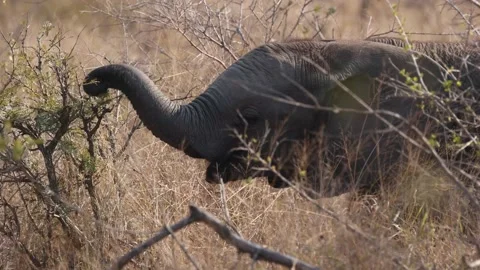 Baby Elephant Eats From Tree In Wild Video stock 230934866